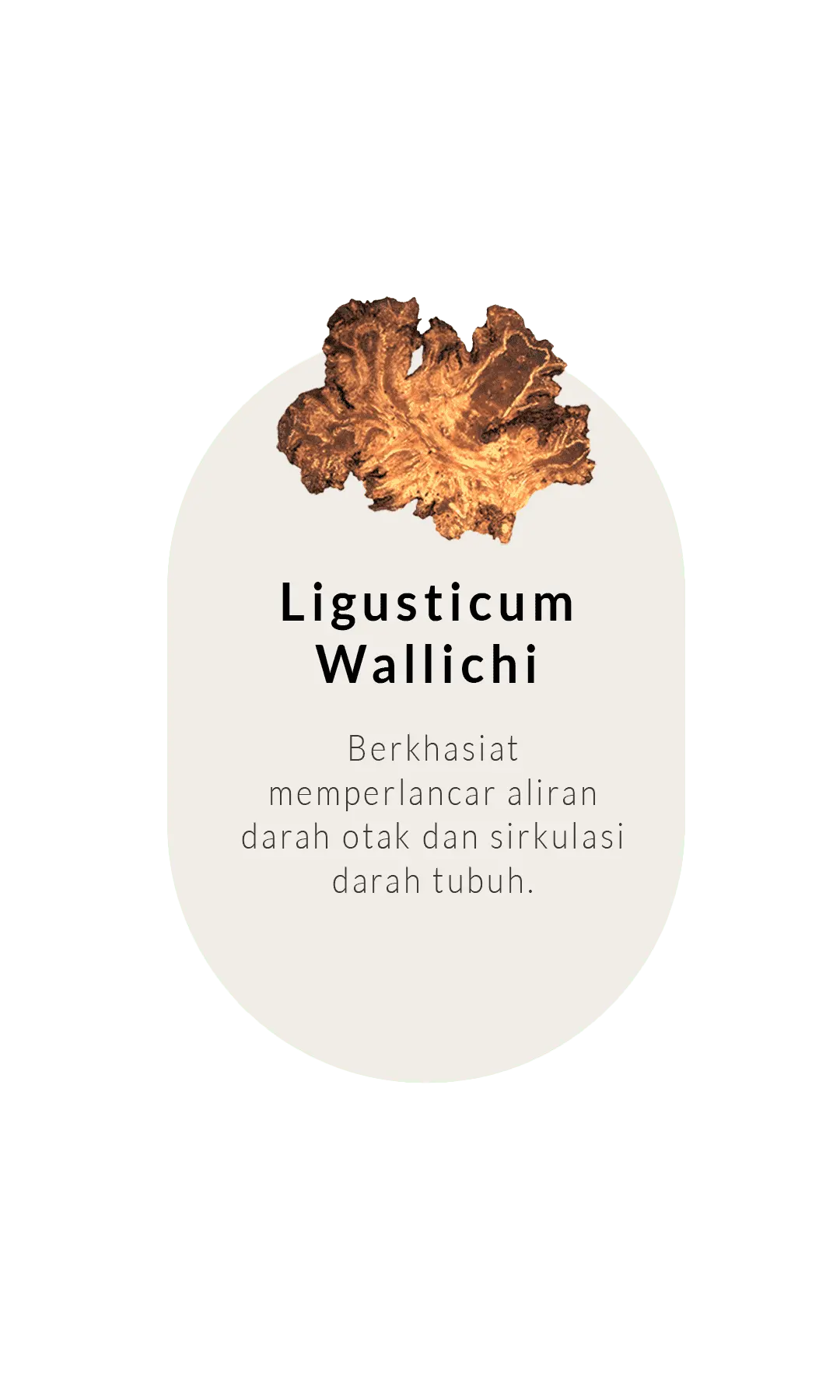 ligusticum